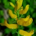 Corydalis micrantha - Photo 由 Kimberlie Sasan 所上傳的 (c) Kimberlie Sasan，保留部份權利CC BY-ND