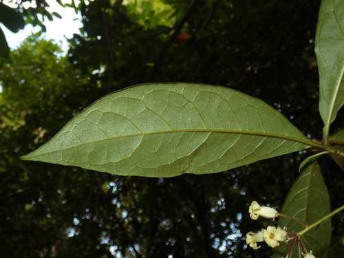 Image of Pittosporum rubiginosum by (c) Kai Squires, some rights reserved (CC BY)
