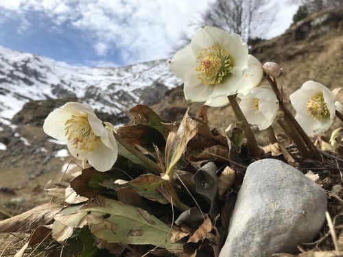 Helleborus niger