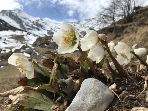 Helleborus niger