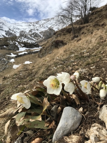 Helleborus niger