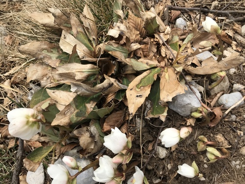 Helleborus niger
