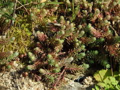 Petrosedum forsterianum