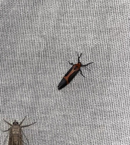Rosy Lichen Moth photo 4