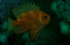 Pristigenys serrula
