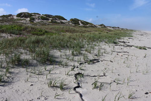 Image of Sea Wheat (Thinopyrum distichum) by (c) Tony Rebelo, some rights reserved (CC BY-SA)