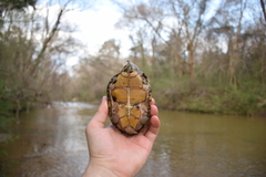 Sternotherus peltifer