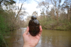 Sternotherus peltifer