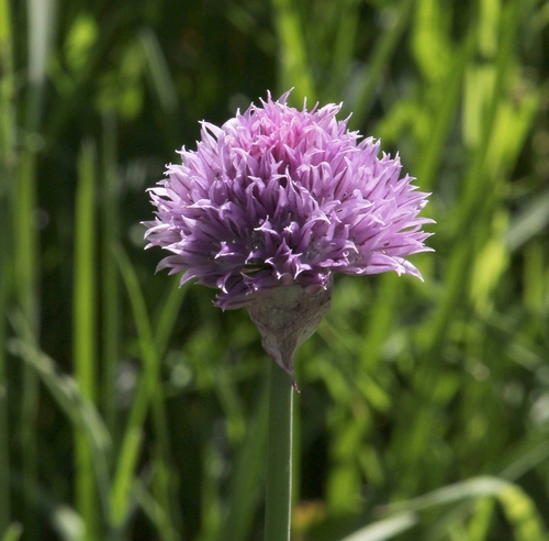 Chives