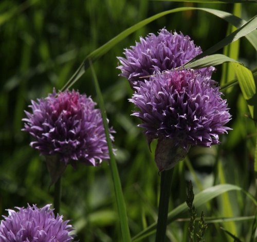 Chives