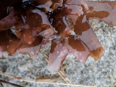 Chondrus crispus