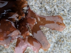 Chondrus crispus