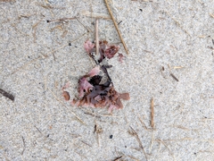 Chondrus crispus