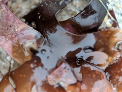 Chondrus crispus