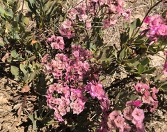 Limonium peregrinum