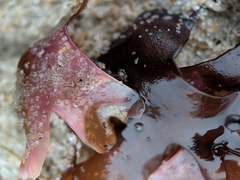 Chondrus crispus
