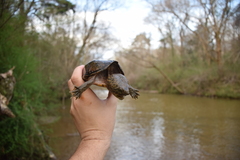 Sternotherus peltifer