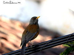 Turdus rufopalliatus