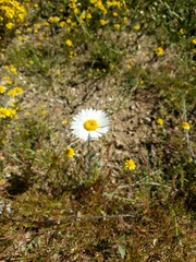 Layia glandulosa