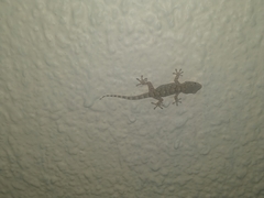 Tarentola mauritanica