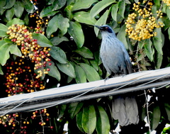 Melanotis caerulescens