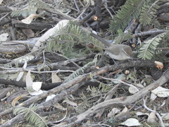 Thryomanes bewickii