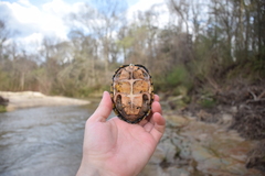 Sternotherus peltifer