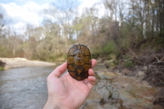 Sternotherus peltifer