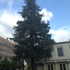 Sequoia sempervirens