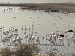 Phoenicopterus roseus