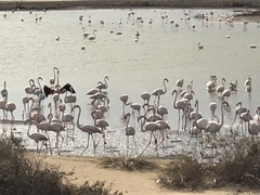 Phoenicopterus roseus