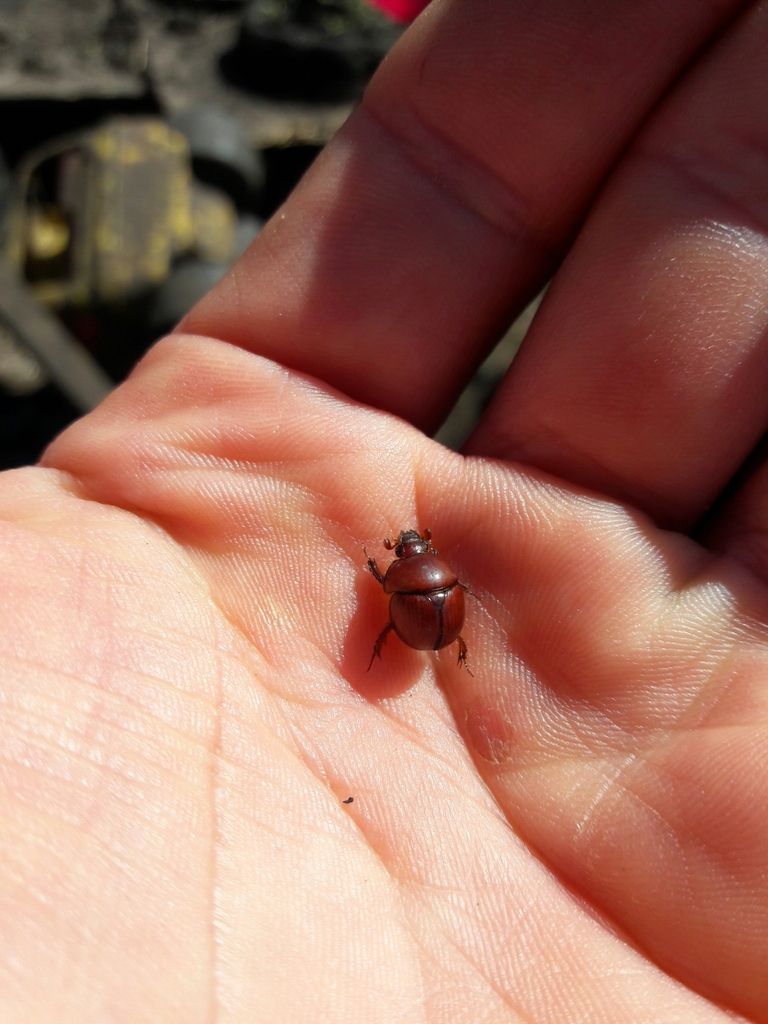 Pereirabolbus castaneus
