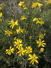 Ericameria linearifolia