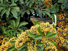 Quiscalus mexicanus