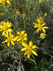 Ericameria linearifolia