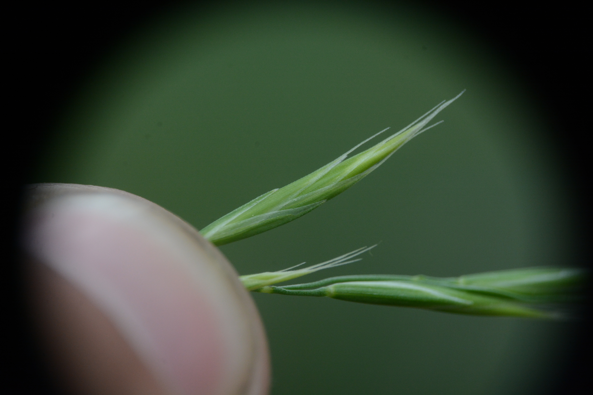 Festuca washingtonica