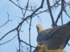 Columba palumbus