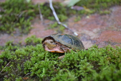 Sternotherus peltifer