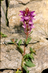 Scutellaria alpina