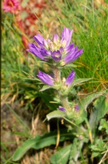 Campanula spicata
