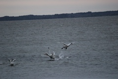 Cygnus columbianus columbianus