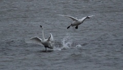 Cygnus columbianus columbianus