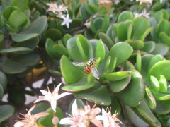 Chrysotoxum triarcuatum