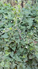 Convolvulus crenatifolius