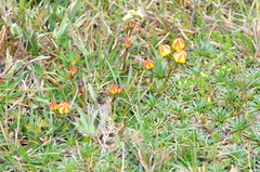 Gentianella hirculus