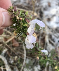 Conradina grandiflora image