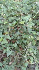 Convolvulus crenatifolius