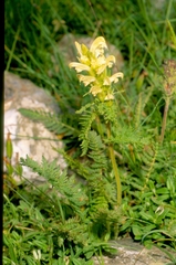Pedicularis comosa