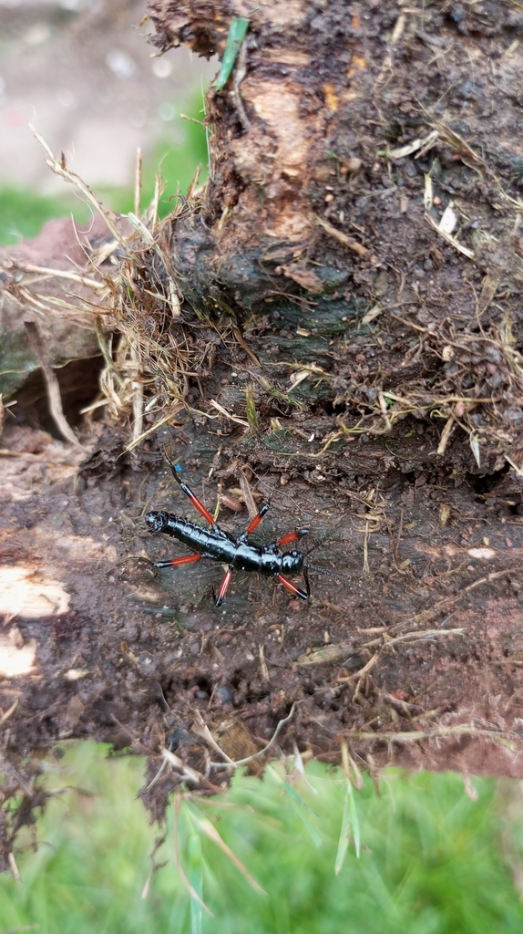 Monticomorpha roulinii