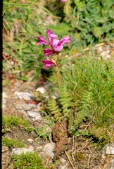 Pedicularis gyroflexa